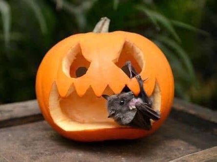 Cute baby bat in a carved pumpkin