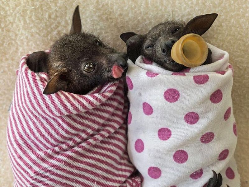 Cute baby bats wrapped up like burritos