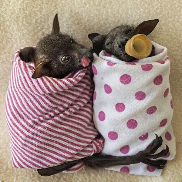 These Baby Bats Look Like Living Halloween Decorations