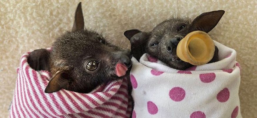 cute baby fruit bat