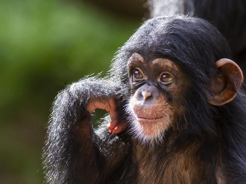 Cute baby chimpanzee portrait