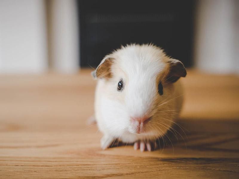 Cute baby guinea pig with injured paws resting on table