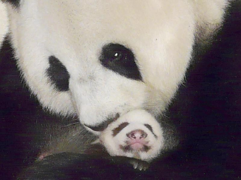 Cute baby panda