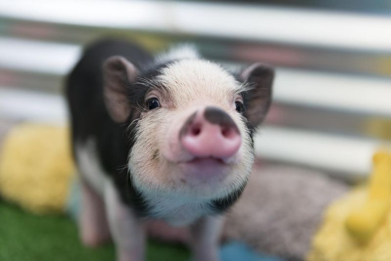 Cute baby piglet