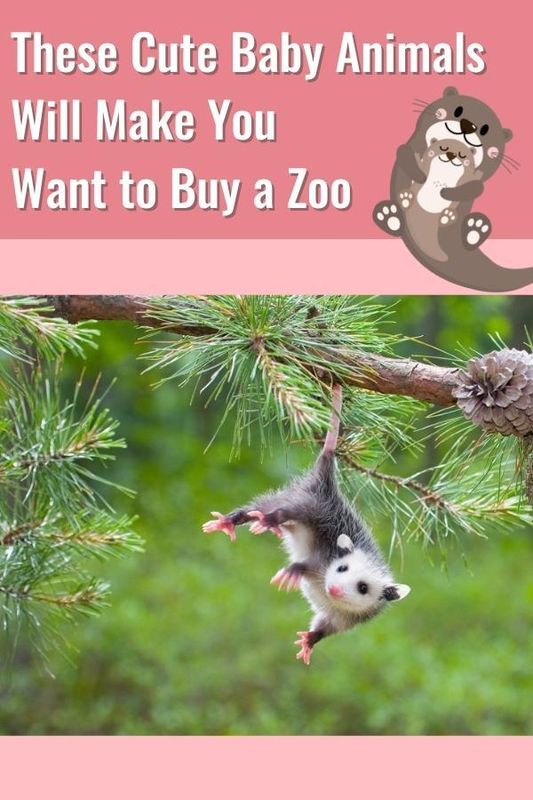 you can do it cute animals