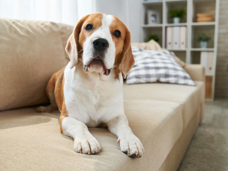Cute beagle dog lying on comfortable sofa