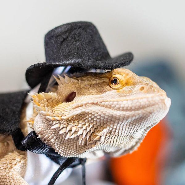 People Dressed Up Their Exotic Pets for Halloween, and We Can’t Stop Laughing