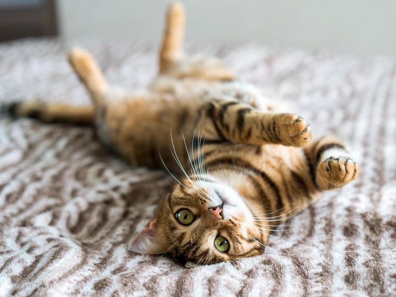 Cute bengal cat to get adopted