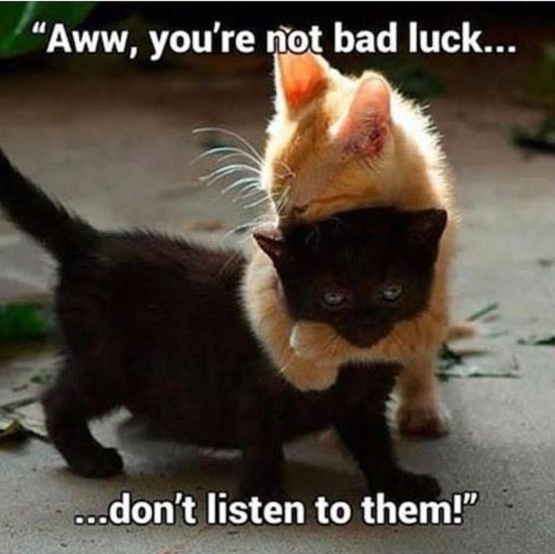 Cute black cat getting a hug