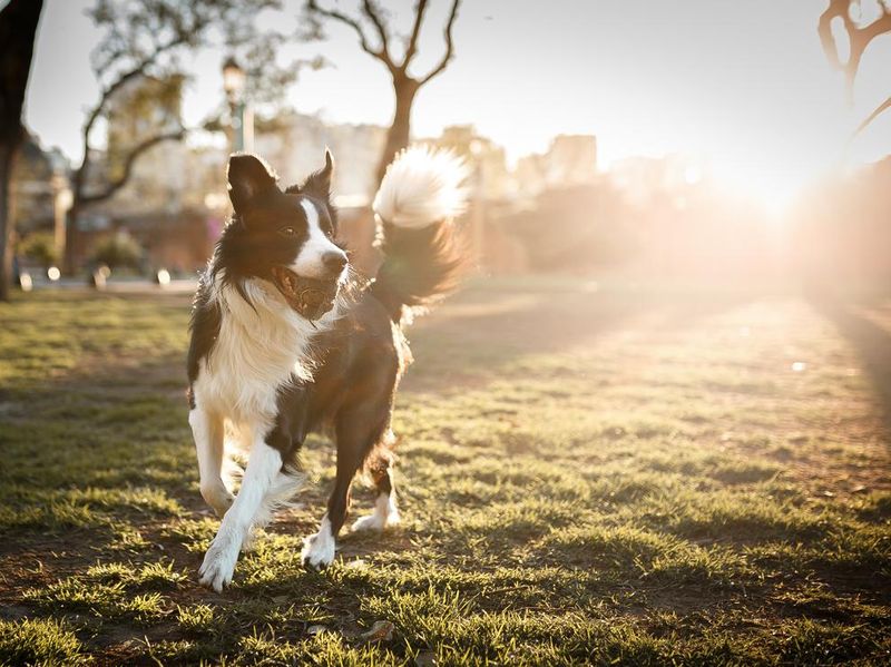 Cute border collie dog playing with ball at sunset