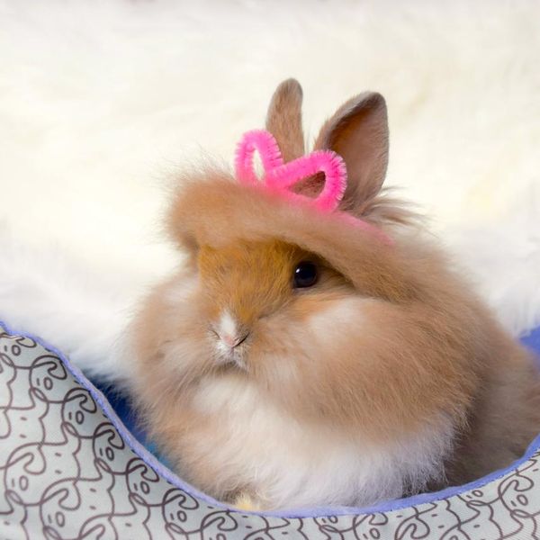 17 Lionhead Rabbits With Better Hair Than You