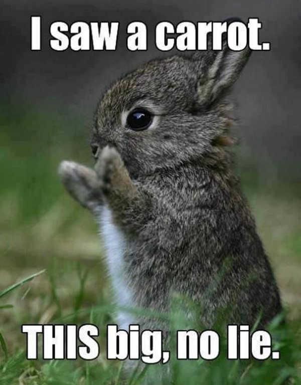 Cute bunny meme