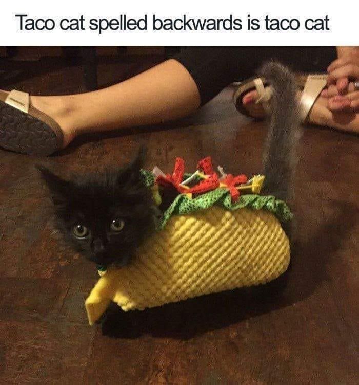 Cute cat in a taco costume