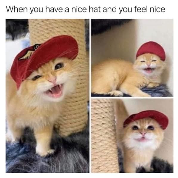 Cute cat wearing a hat internet meme
