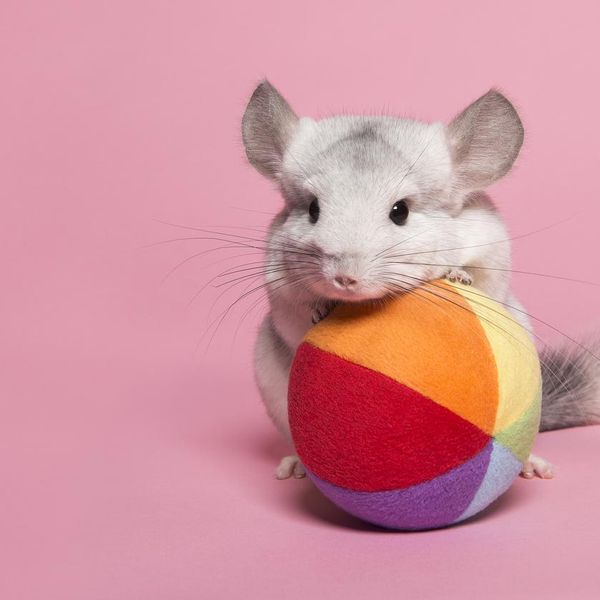 Cute chinchilla leaning on a colorful toy ball looking at the camera on a pink background