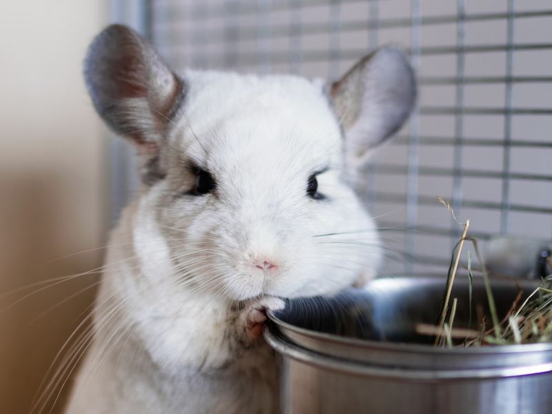 Cute chinchilla of white color is sitting in its house