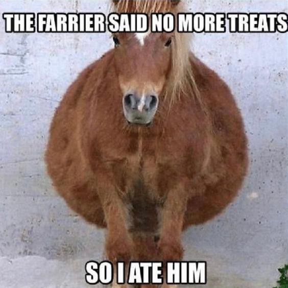 Cute, chubby horse meme