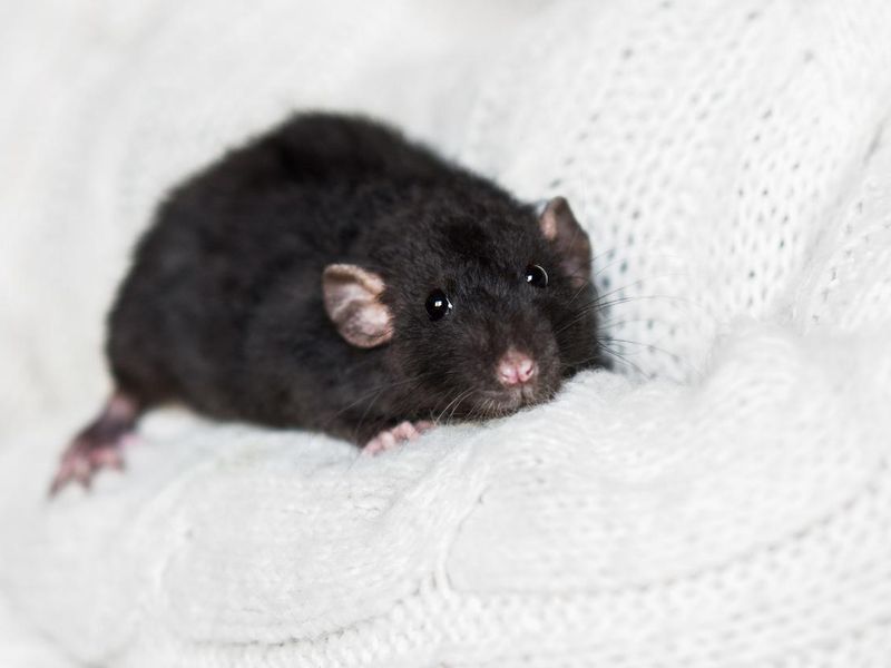 Cute dark grey fancy rat on snow white sweater