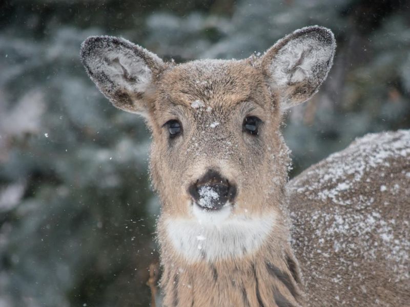 Cute deer face