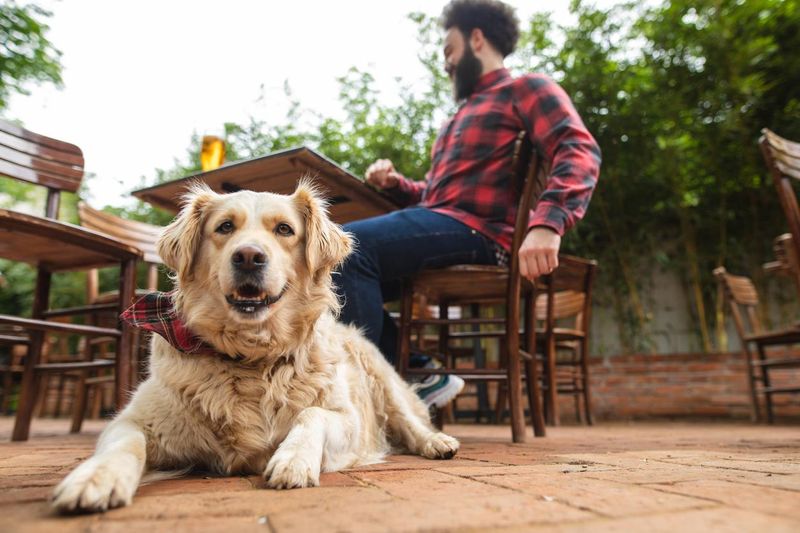 Cute dog and his owner sitting in a brewery