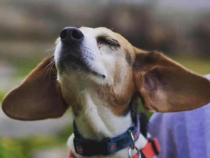 Cute dog photo of a beagle
