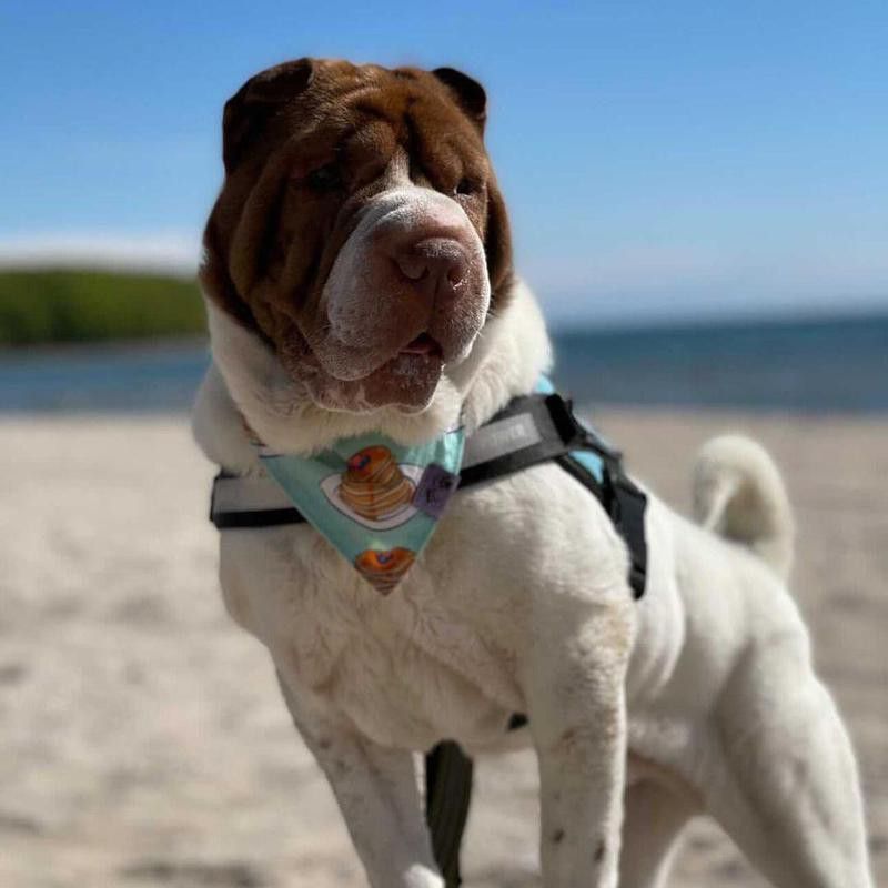 Cute dog photo of a sharpei on the beach