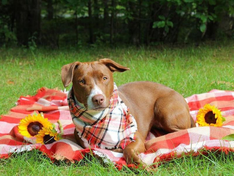 Cute dog photo of an adopted dog sitting on picnic blanket