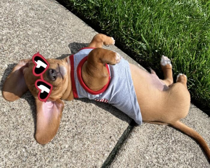 Cute dog wearing sunglasses and rolling over