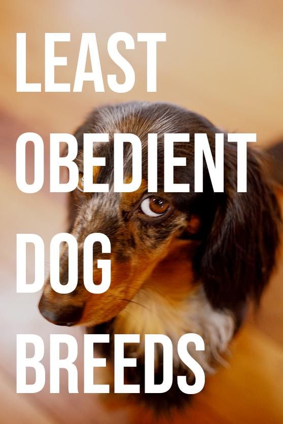 what are the least obedient dog breeds
