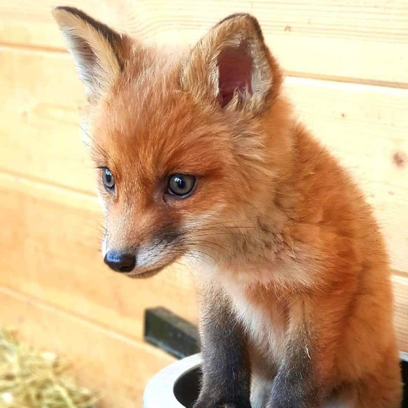 Cute domesticated fox
