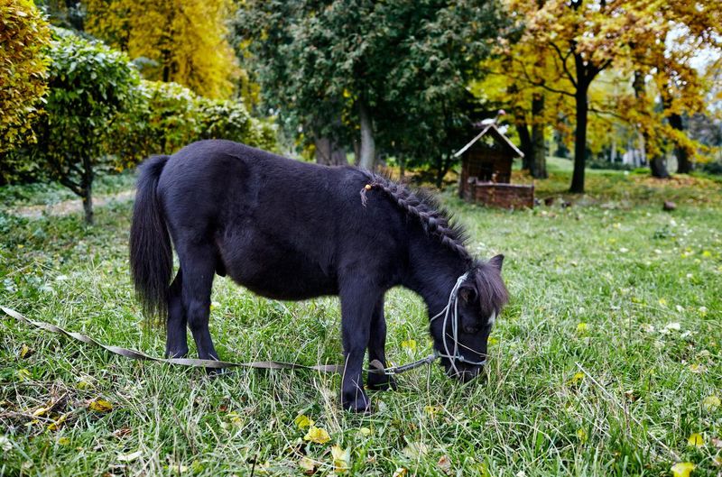 Cute fell pony with long mane