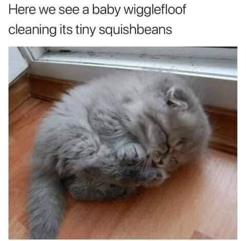 Cute, fluffy cat