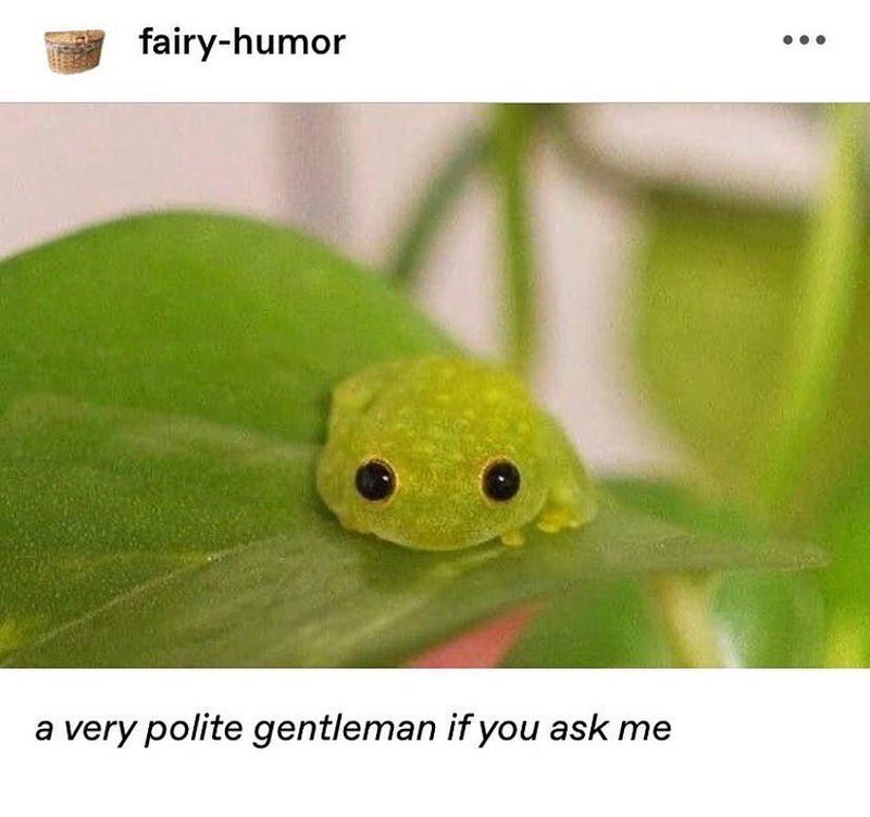 Cute frog meme
