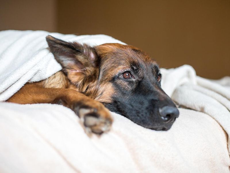 Cute German Shepherd in a blanket on bed