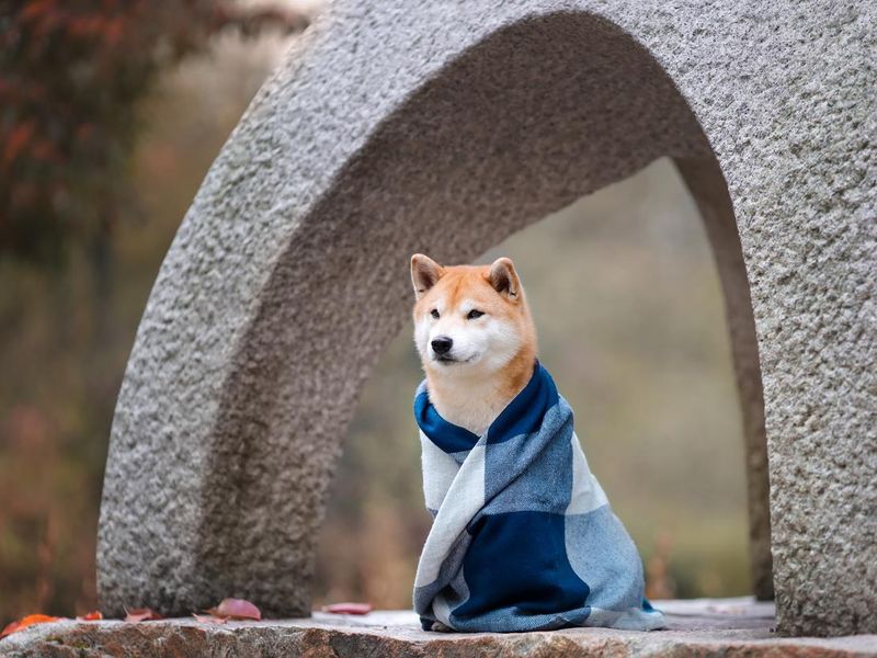Cute ginger dog of shiba inu breed sitting wrapped in warm blanket on stone japanese lantern in traditional garden at autumn