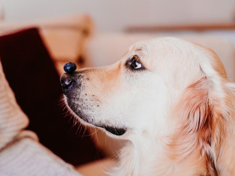 Cute golden retriever dog at home holding a blueberry on his snout. adorable obedient pet. Home, indoors and lifestyle