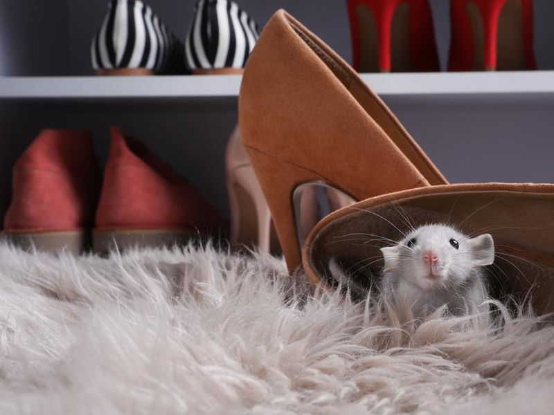 Cute grey rat in a shoe