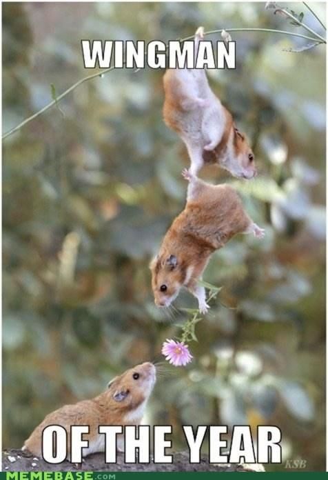 Cute hamster handing another hamster a flower