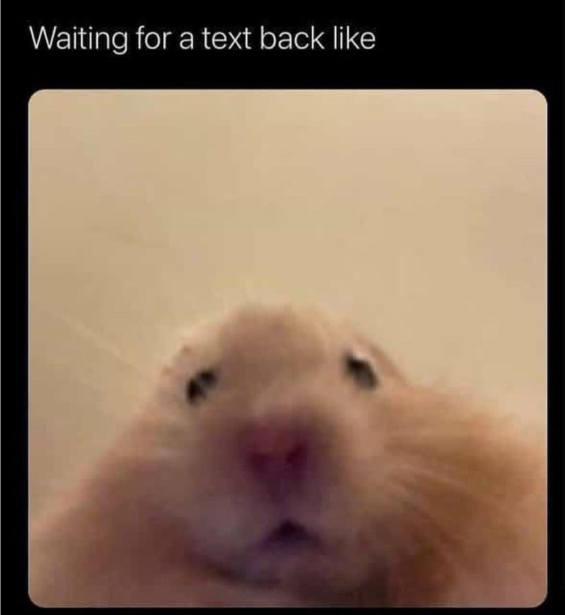 Cute hamster meme