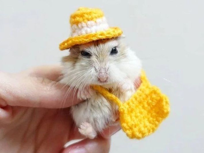 Cute hamster wearing a hat