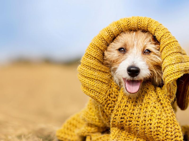 Cute happy pet dog puppy wearing sweater