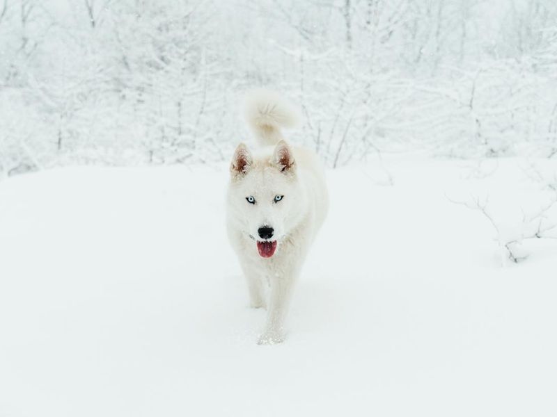 Cute husky dog with blue eyes walking on snow