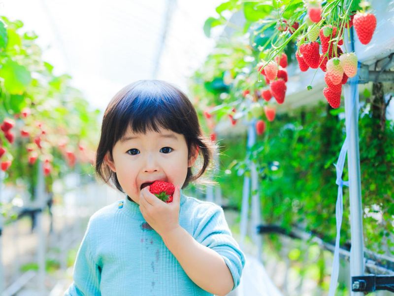 Cute Japanese baby girl eating strawberries