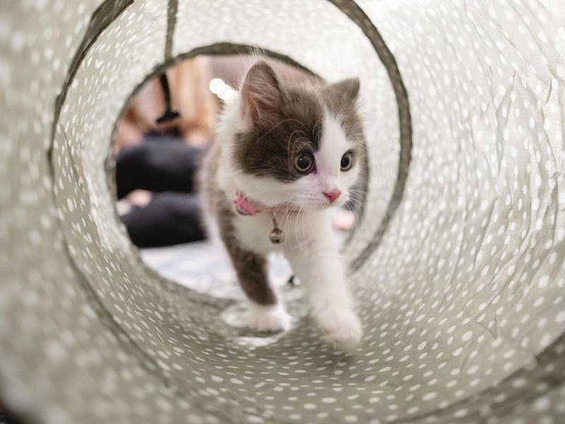 Cute kitten in a tunnel