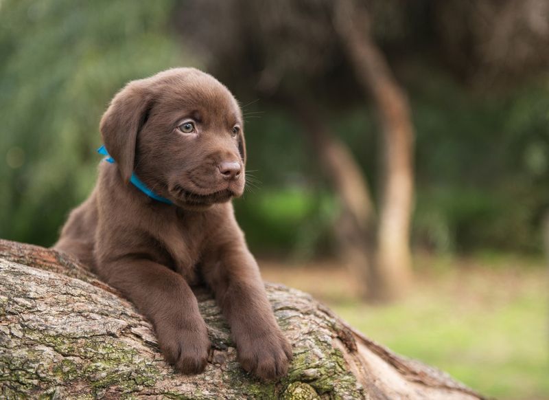 Cute labrador puppy on tree