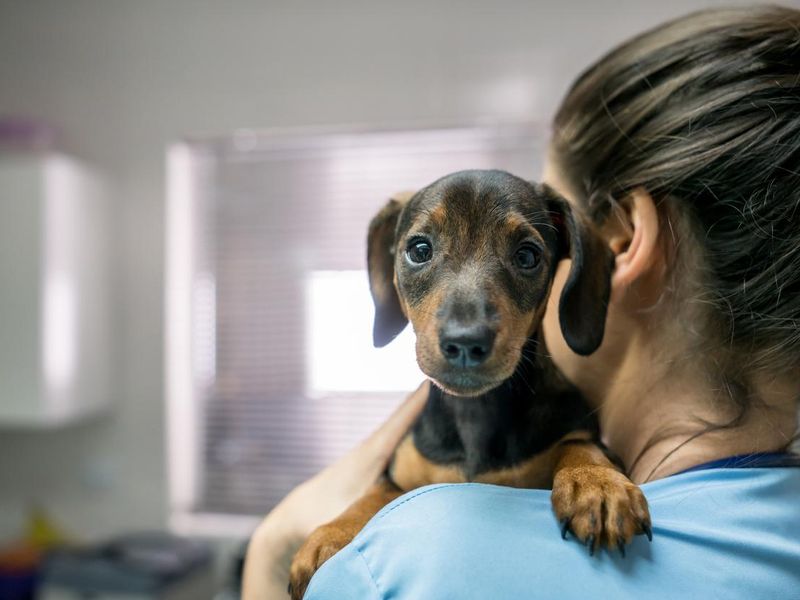 Cute little dachshund carried by a woman at the vet's office