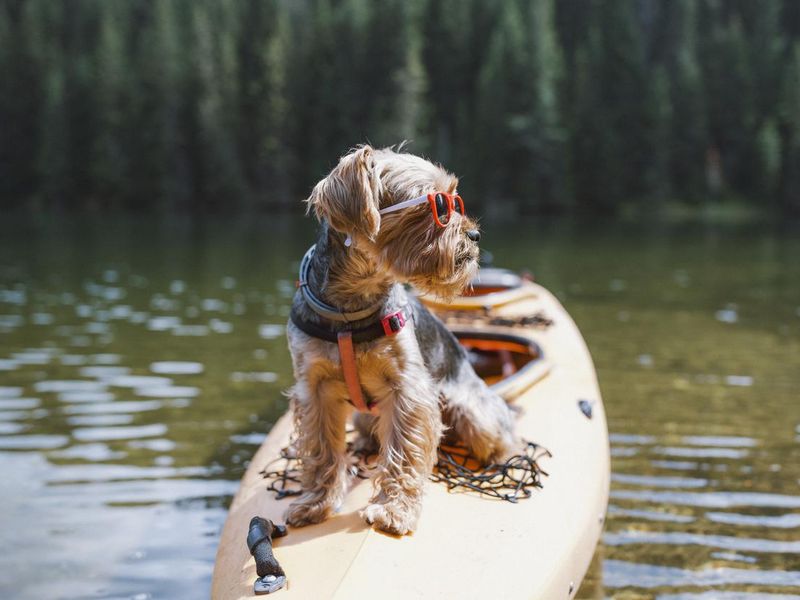 Cute little dog sitting on a kayak boat in lake and waiting