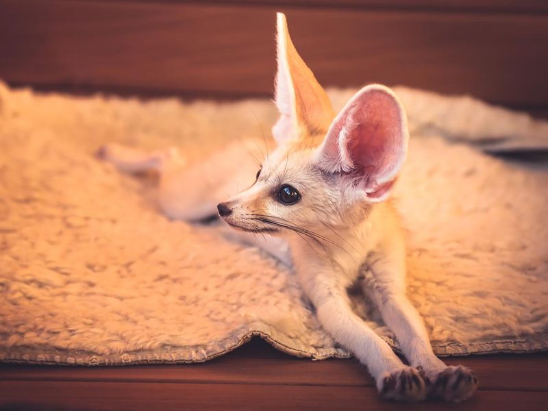 Cute little pet fox relaxing on soft blanket stretching his paws
