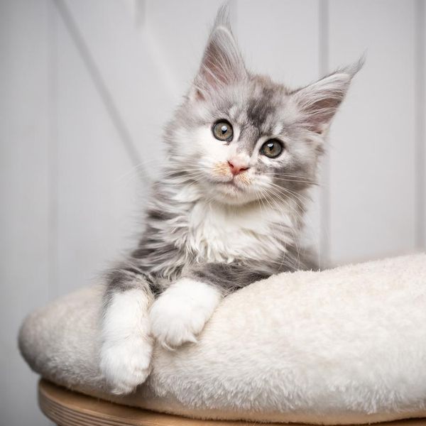 cute black silver torbie white maine coon kitten resting on cushion on top of scratching post looking at camera with copy space