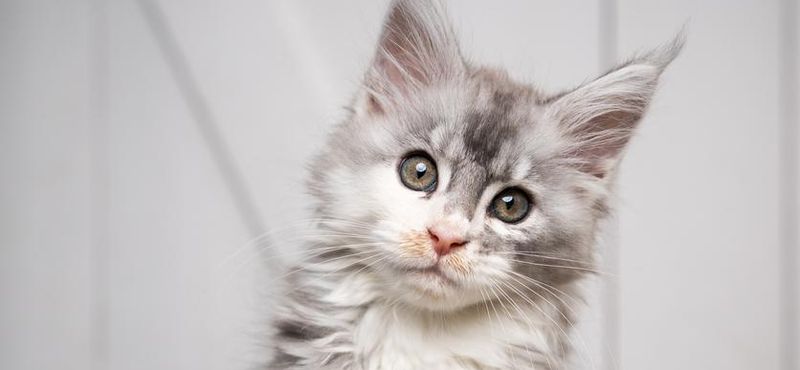 Aanval complicaties slachtoffers If You Want a Pet Lynx, Get a Maine Coon Kitten | Always Pets